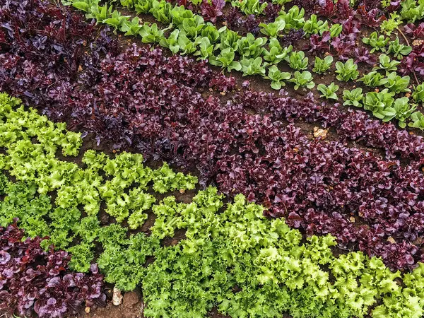 Çiftlikte sıra sıra sebzeler olan güzel tarım arazisi. Taze yeşil ve kırmızı salata. Sebze tarlasında, bahçe yataklarında marul. Salata bitkileri açık alanda. Organik sebze yetiştiriyor. Sağlıklı yemek..