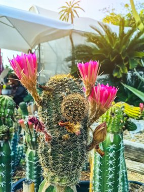 Çiftlikteki güzel taze kaktüsler. Gelişmekte olan bir kaktüs koleksiyonu. Botanik bahçesindeki kaktüs bitkisi. Seradaki sanayi kaktüsleri ve farklı türde kaktüsler satılık..