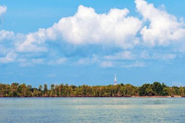Deniz kıyısındaki güzel yeşil mangrov ağacı. Mantar ağacı ya da Mangrove elma ağacı. Tropikal mangrov ormanlarının büyüleyici ekosistemi. Mangrove ağaçlarının deniz boyunca kökleri ve dallarının güzel manzarası.