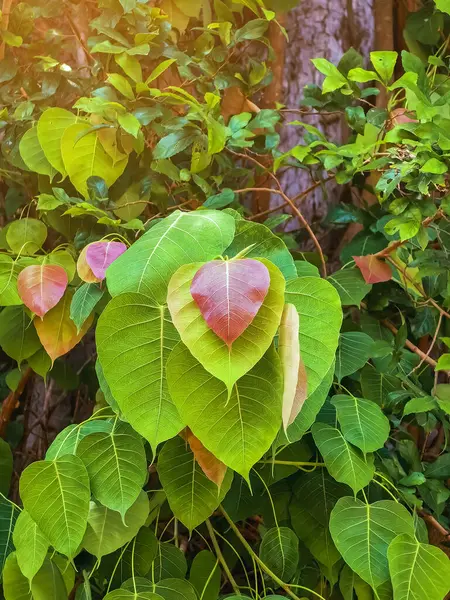 Yeşil arka planda güzel kırmızı kalp şekilli yapraklar. Genç kırmızı Bodhi yaprağı doğal ağaçta. İncir ağacının yeşil yaprakları arasında kırmızı yapraklar. Bodhi ağacından peepal Leaf. Doğa arkaplanı.