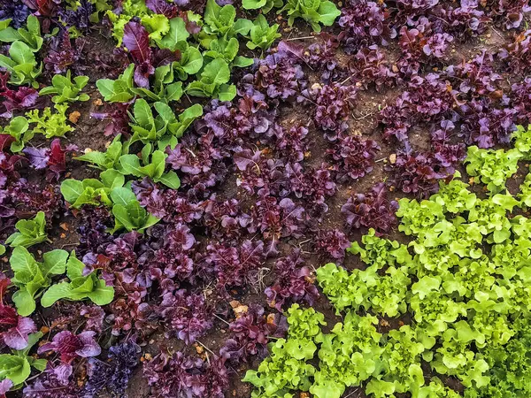 Çiftlikte sıra sıra sebzeler olan güzel tarım arazisi. Taze yeşil ve kırmızı salata. Sebze tarlasında, bahçe yataklarında marul. Salata bitkileri açık alanda. Organik sebze yetiştiriyor. Sağlıklı yemek..