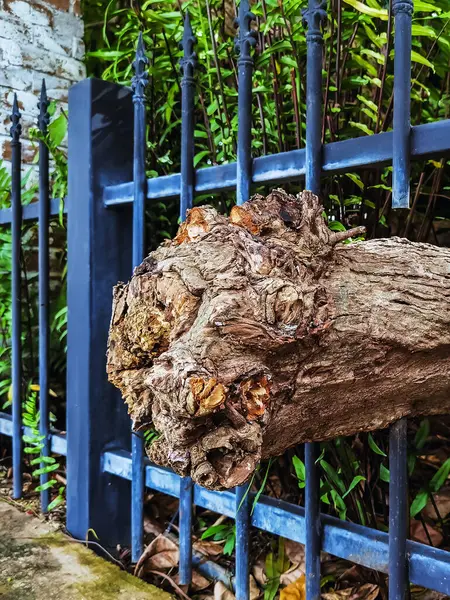 Büyük ağaç kökleri ya da eski kütükler, halka açık parktaki ağaçların tam ve sağlıklı büyümesini desteklemek için özel olarak tasarlanmış açıklıklar aracılığıyla demir çitlerden geçmelerine izin verirler..