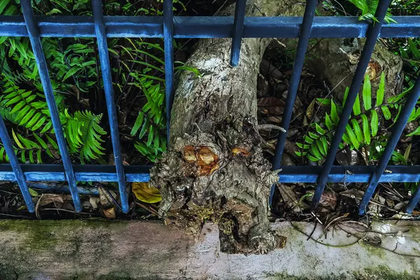 Büyük ağaç kökleri ya da eski kütükler, halka açık parktaki ağaçların tam ve sağlıklı büyümesini desteklemek için özel olarak tasarlanmış açıklıklar aracılığıyla demir çitlerden geçmelerine izin verirler..