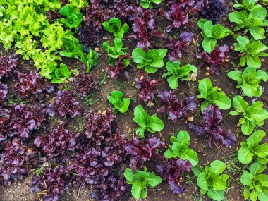 Çiftlikte sıra sıra sebzeler olan güzel tarım arazisi. Taze yeşil ve kırmızı salata. Sebze tarlasında, bahçe yataklarında marul. Salata bitkileri açık alanda. Organik sebze yetiştiriyor. Sağlıklı yemek..
