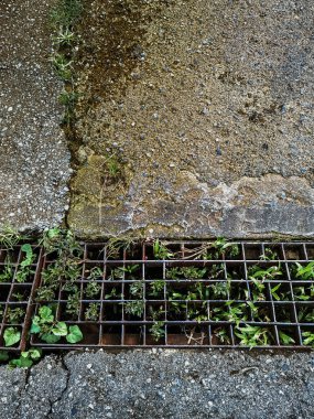Kanalizasyon ızgarasından çıkan bitkiler ve çimenler. Kanalizasyon borusunun çelik ızgarasının drenaj borusunda yabani otlar yetişiyor. Kanalizasyon metal yaprak zeminini kapatın. Kuru izinle ya da yoldaki ağaç dallarıyla kirli kanal kapağı.