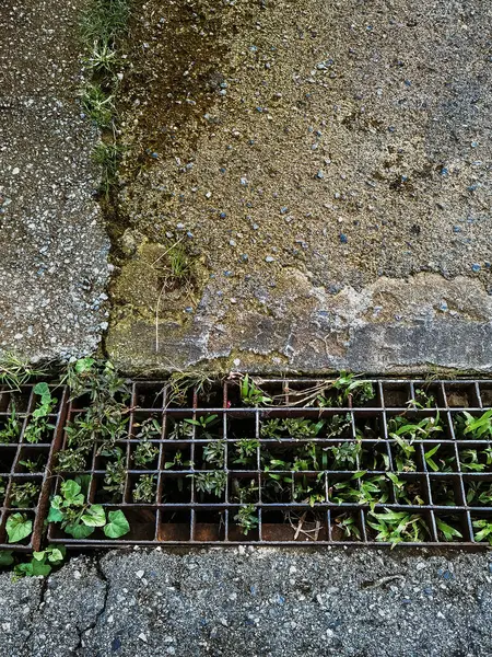 Kanalizasyon ızgarasından çıkan bitkiler ve çimenler. Kanalizasyon borusunun çelik ızgarasının drenaj borusunda yabani otlar yetişiyor. Kanalizasyon metal yaprak zeminini kapatın. Kuru izinle ya da yoldaki ağaç dallarıyla kirli kanal kapağı.