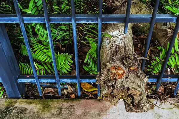Büyük ağaç kökleri ya da eski kütükler, halka açık parktaki ağaçların tam ve sağlıklı büyümesini desteklemek için özel olarak tasarlanmış açıklıklar aracılığıyla demir çitlerden geçmelerine izin verirler..