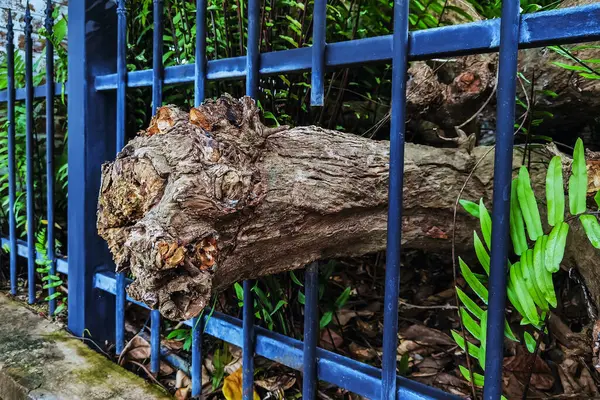 Büyük ağaç kökleri ya da eski kütükler, halka açık parktaki ağaçların tam ve sağlıklı büyümesini desteklemek için özel olarak tasarlanmış açıklıklar aracılığıyla demir çitlerden geçmelerine izin verirler..