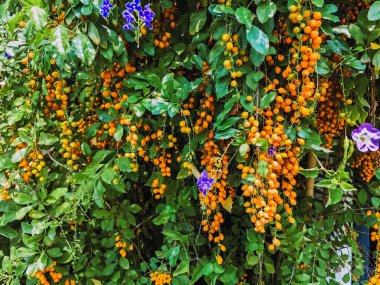 Golden Dewdrop 'un portakal meyvesi, ayrıca Güvercin çileği, Skyflower olarak da bilinir, çiçek açan çalılar süs bitkisi veya Duranta ereksiyonu olarak yetişir. Bir dalda Rowan ağacı meyvesi. Zehirli portakal meyveleri.