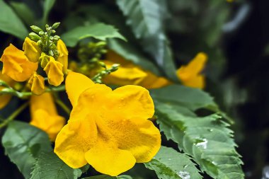 Sarı yaşlı, sarı trompet, trompet sarmaşık çiçekleri, Ginger Thomas. Tecoma stans ya da sarı çan çiçekli doğa arka planı. Yeşil yapraklı güzel sarı çiçekler açar. Doğa duvar kâğıdı.