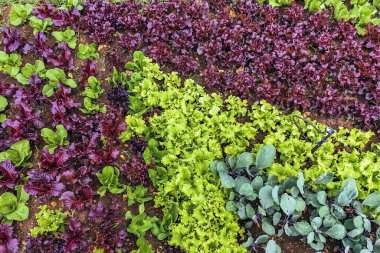 Çiftlikte sıra sıra sebzeler olan güzel tarım arazisi. Taze yeşil ve kırmızı salata. Sebze tarlasında, bahçe yataklarında marul. Salata bitkileri açık alanda. Organik sebze yetiştiriyor. Sağlıklı yemek..