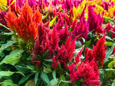 Renkli Celosia çiçeği ya da bahçede açan horoz tarağı. Celosia Argentea ya da Plumed horozibiği çiçeğinin arka planına sahip çok renkli güzel bir çiçek. Celosia spicata, yün çiçekleri, horoz tarak