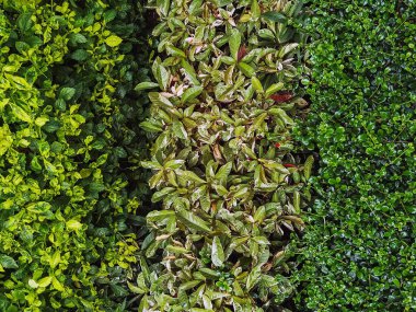 Arkaplan ve doku için yeşil duvar ya da bitki çiti. Yeşil duvar ya da arka plan için çit. Ligustrum Ovalifolium çiti. Ficus altissima ağacının yanındaki doğal duvar. Bahçede güzel dış dekorasyon.