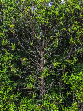 Arkaplan ve doku için yeşil duvar ya da bitki çiti. Yeşil duvar ya da arka plan için çit. Ligustrum Ovalifolium çiti. Ficus altissima ağacının yanındaki doğal duvar. Bahçede güzel dış dekorasyon.