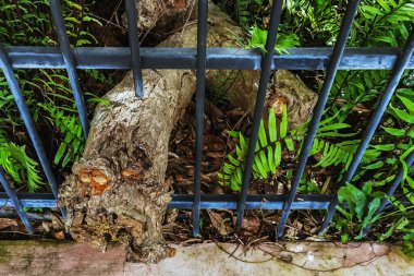 Büyük ağaç kökleri ya da eski kütükler, halka açık parktaki ağaçların tam ve sağlıklı büyümesini desteklemek için özel olarak tasarlanmış açıklıklar aracılığıyla demir çitlerden geçmelerine izin verirler..