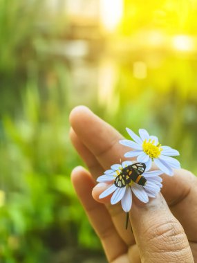 Dokuz benekli güve ya da papatya papatyasında Syntomis phegea ya da yeşil arka planı olan bir kadının elinde papatya çiçeği. Hizmetçi güve bahçedeki çiçekten nektar emiyor. Elinde papatya çiçeğiyle çiftleşen güveler..