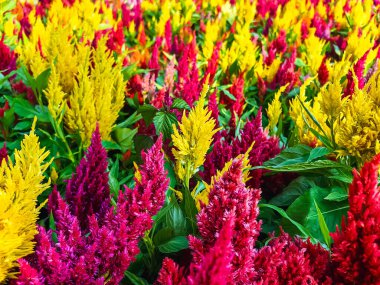 Renkli Celosia çiçeği ya da bahçede açan horoz tarağı. Celosia Argentea ya da Plumed horozibiği çiçeğinin arka planına sahip çok renkli güzel bir çiçek. Celosia spicata, yün çiçekleri, horoz tarak
