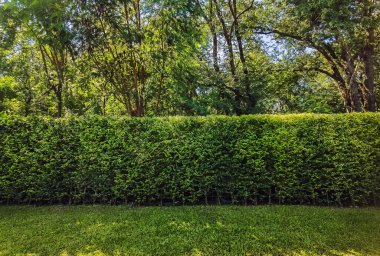 Arkaplan ve doku için yeşil duvar ya da bitki çiti. Yeşil duvar ya da arka plan için çit. Ligustrum Ovalifolium çiti. Ficus altissima ağacının yanındaki doğal duvar. Bahçede güzel dış dekorasyon.