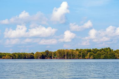 Deniz kıyısındaki güzel yeşil mangrov ağacı. Mantar ağacı ya da Mangrove elma ağacı. Tropikal mangrov ormanlarının büyüleyici ekosistemi. Mangrove ağaçlarının deniz boyunca kökleri ve dallarının güzel manzarası.