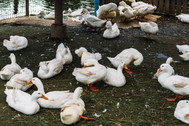 Ördek çiftliğindeki şirin beyaz ördekler. Çiftlikteki yerli beyaz kaz sürüsü. Beyaz tüyler. Ağır beyaz ördekler ya da Pekin ördeği Long Island ya da Aylesbury ördeği olarak da bilinir. Ördek kalem.