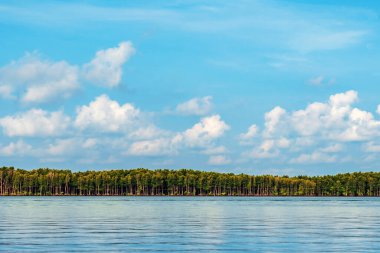 Deniz kıyısındaki güzel yeşil mangrov ağacı. Mantar ağacı ya da Mangrove elma ağacı. Tropikal mangrov ormanlarının büyüleyici ekosistemi. Mangrove ağaçlarının deniz boyunca kökleri ve dallarının güzel manzarası.