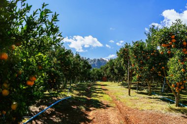 Portakal ağaçları ya da portakallarla kaplı turunçgiller. Mandalina ağacı ya da mandalina tamamen olgun meyvelerle kaplıdır. Olgun portakallar mandallı bahçede bir dalda asılı. Meyve bahçesindeki büyük hasat.
