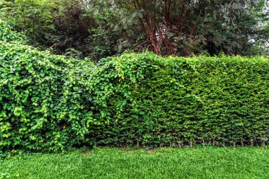 Arkaplan ve doku için yeşil duvar ya da bitki çiti. Yeşil duvar ya da arka plan için çit. Ligustrum Ovalifolium çiti. Ficus altissima ağacının yanındaki doğal duvar. Bahçede güzel dış dekorasyon.