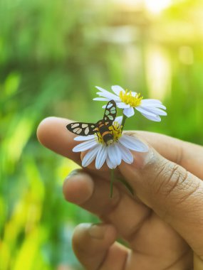 Dokuz benekli güve ya da papatya papatyasında Syntomis phegea ya da yeşil arka planı olan bir kadının elinde papatya çiçeği. Hizmetçi güve bahçedeki çiçekten nektar emiyor. Elinde papatya çiçeğiyle çiftleşen güveler..