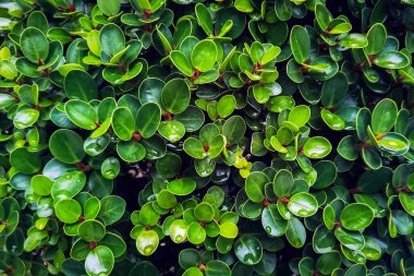 Ficus annulata blume 'un yağmur damlalı doğal yeşil yapraklarının soyut bahar arkaplanı. Yaprakların üzerinde yeşil yapraklar ve su damlaları. Güzel yeşil yaprak ve çiy damlası arkaplan. Seçici odak