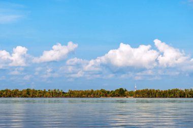 Deniz kıyısındaki güzel yeşil mangrov ağacı. Mantar ağacı ya da Mangrove elma ağacı. Tropikal mangrov ormanlarının büyüleyici ekosistemi. Mangrove ağaçlarının deniz boyunca kökleri ve dallarının güzel manzarası.