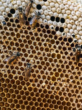 Altın bal peteği doğası ve bal satışlı arı manzarası. Bal arısı, Apis mellifera, bal peteği. Yemekte yabani bal peteği ve sağlıklı. Vahşi arı kovanları ve bal ya da satılık bal peteği..