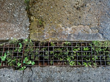 Kanalizasyon ızgarasından çıkan bitkiler ve çimenler. Kanalizasyon borusunun çelik ızgarasının drenaj borusunda yabani otlar yetişiyor. Kanalizasyon metal yaprak zeminini kapatın. Kuru izinle ya da yoldaki ağaç dallarıyla kirli kanal kapağı.