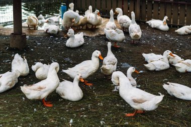 Ördek çiftliğindeki şirin beyaz ördekler. Çiftlikteki yerli beyaz kaz sürüsü. Beyaz tüyler. Ağır beyaz ördekler ya da Pekin ördeği Long Island ya da Aylesbury ördeği olarak da bilinir. Ördek kalem.