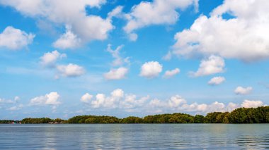 Deniz kıyısındaki güzel yeşil mangrov ağacı. Mantar ağacı ya da Mangrove elma ağacı. Tropikal mangrov ormanlarının büyüleyici ekosistemi. Mangrove ağaçlarının deniz boyunca kökleri ve dallarının güzel manzarası.
