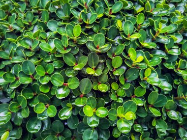 Ficus annulata blume 'un yağmur damlalı doğal yeşil yapraklarının soyut bahar arkaplanı. Yaprakların üzerinde yeşil yapraklar ve su damlaları. Güzel yeşil yaprak ve çiy damlası arkaplan. Seçici odak