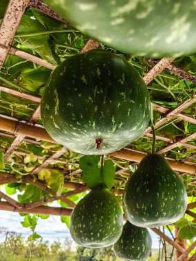 Taze su kabağı ya da kabağa sarkık yeşil pergola ile verimli organik çiftlik. Taze kabak. Sebze çiftliğinde asılı yeşil yuvarlak kabak. Çitte asılı taze kabak. Cucurbitaceae