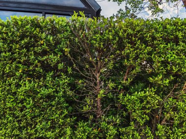 Arkaplan ve doku için yeşil duvar ya da bitki çiti. Yeşil duvar ya da arka plan için çit. Ligustrum Ovalifolium çiti. Ficus altissima ağacının yanındaki doğal duvar. Bahçede güzel dış dekorasyon.