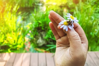 Dokuz benekli güve ya da papatya papatyasında Syntomis phegea ya da yeşil arka planı olan bir kadının elinde papatya çiçeği. Hizmetçi güve bahçedeki çiçekten nektar emiyor. Elinde papatya çiçeğiyle çiftleşen güveler..