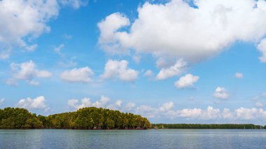 Deniz kıyısındaki güzel yeşil mangrov ağacı. Mantar ağacı ya da Mangrove elma ağacı. Tropikal mangrov ormanlarının büyüleyici ekosistemi. Mangrove ağaçlarının deniz boyunca kökleri ve dallarının güzel manzarası.