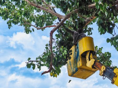 Teleferik kullanan bir adam ağaç dalları kesiyor. Teknisyenler elektrik kesintilerini azaltmak için testereyle kesilen ağaçlar kullanıyor. Vinci üzerinde ağaç kesen testere kullanan erkek işçi.