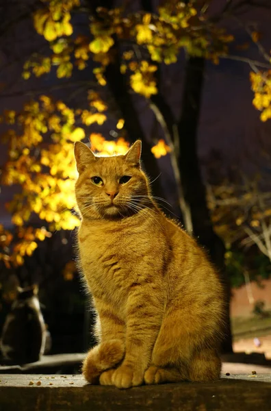 Свернутая Кошка Перед Деревом Осенью — стоковое фото