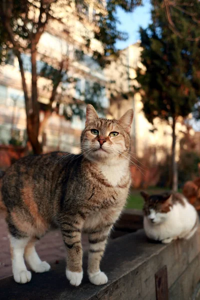 Deux Chats Posent Dans Parc Devant Arrière Plan Flou Avec — Photo