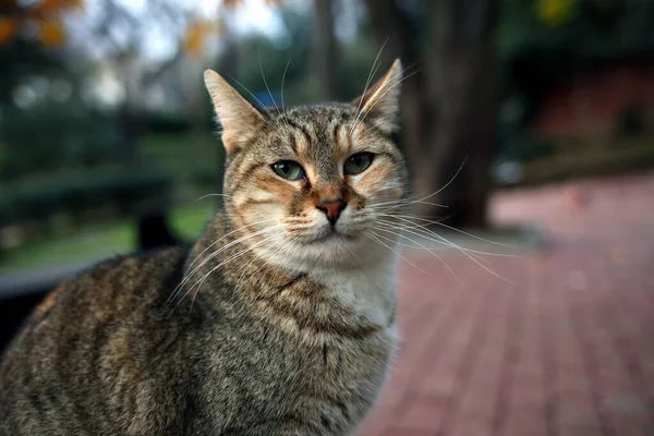 Cute Tabby Cat Sitting Front Green Blurry Background Public Park — Stock Photo, Image