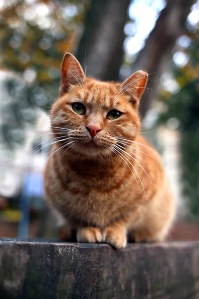 공원의 앞에서 미소짓고 귀여운 고양이 — 스톡 사진