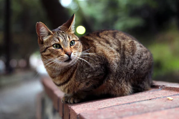 Překvapený Tabby Kočka Sedí Před Zeleným Rozmazané Pozadí Veřejném Parku — Stock fotografie