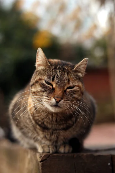 Sleepy Tabby Cat Sitting Front Green Blurry Background Public Park — Stock Photo, Image