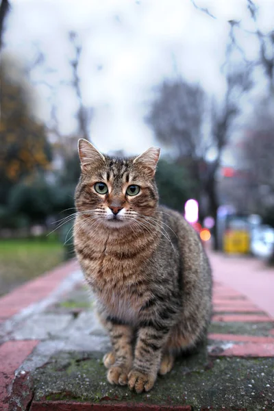 แมวท งอย นหล ดเจนในสวนสาธารณะ — ภาพถ่ายสต็อก