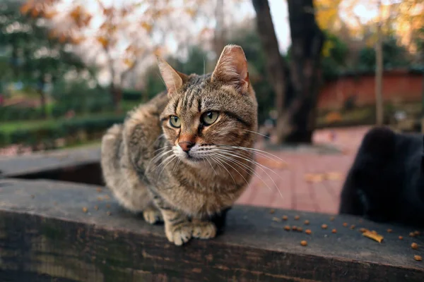 在公园里 一只可爱的胖胖的猫坐在模糊的背景前 — 图库照片