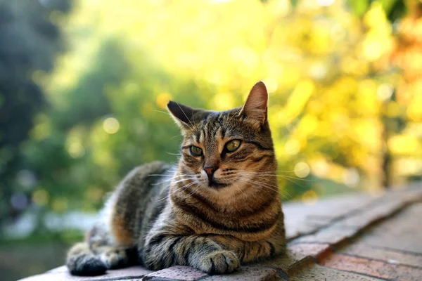 公園の緑のぼやけている背景の前に座ってかわいいタビー猫 — ストック写真