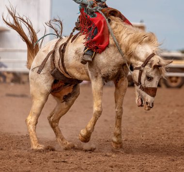 Avustralya rodeosunda eyerli bir ata binen kovboy.